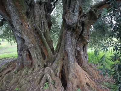 All�interno dei tronchi si aprono vere e proprie cavit�, quasi stanze naturali, che lasciano intravedere il cuore dell�albero